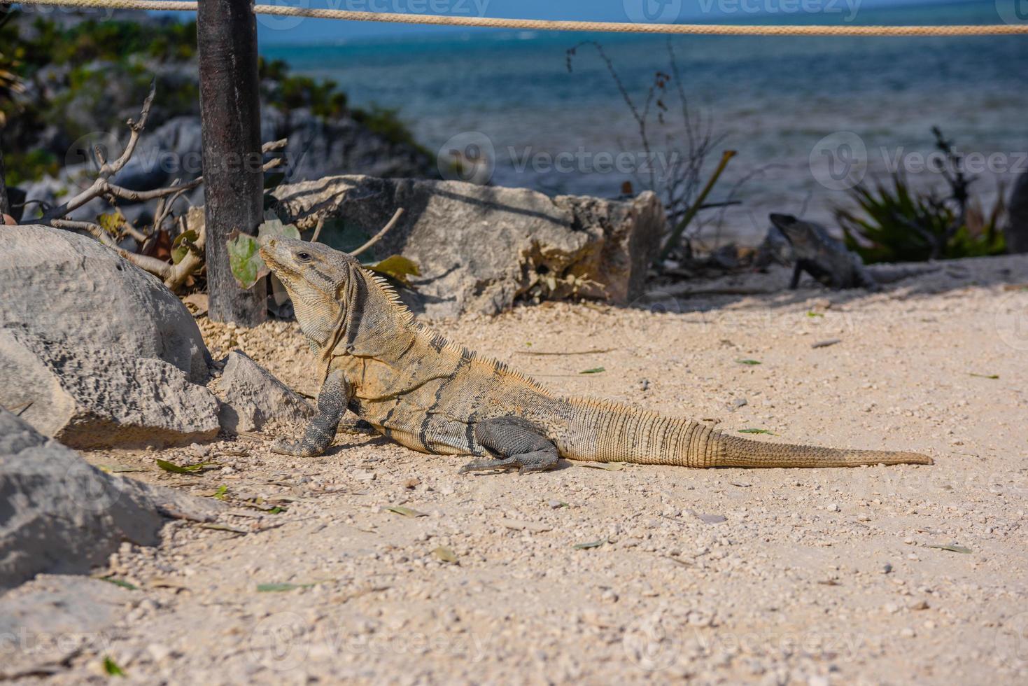 lagarto de iguana cinza sentado no chão com folhas, ruínas maias em tulum, riviera maya, yucatan, mar do caribe, méxico foto