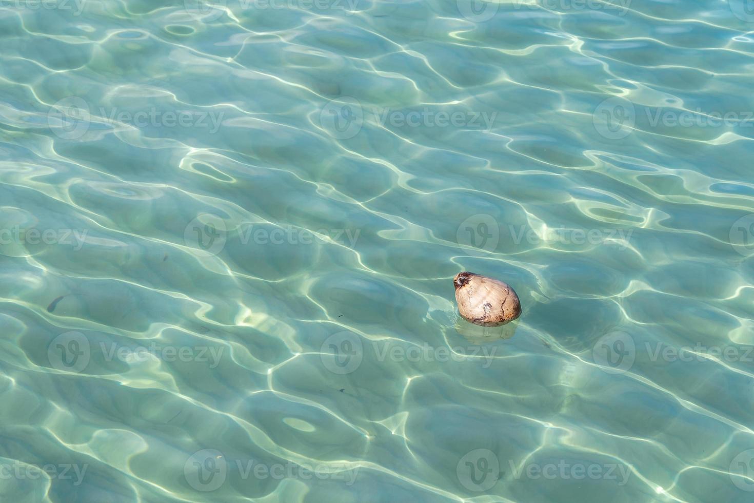 coco flutua em águas muito claras. água do mar azul claro. foto