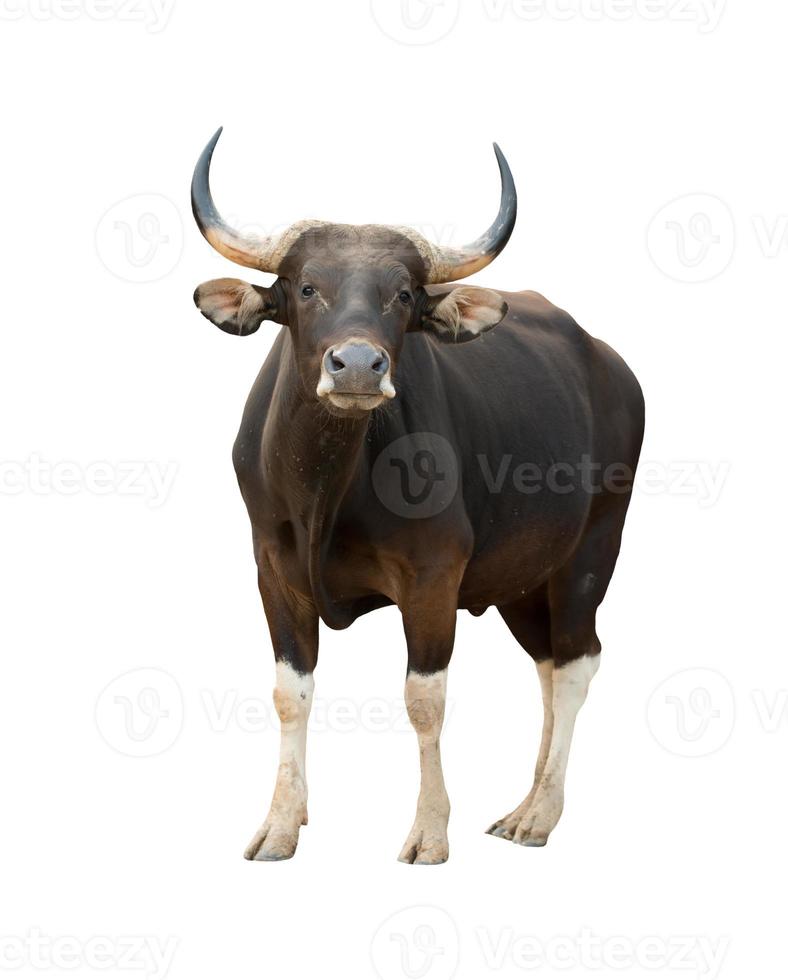 banteng isolado no fundo branco foto