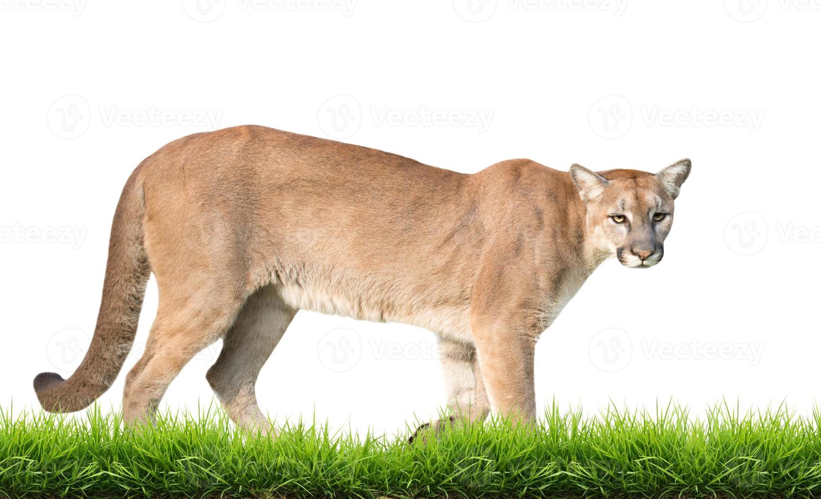 puma isolado com grama verde foto