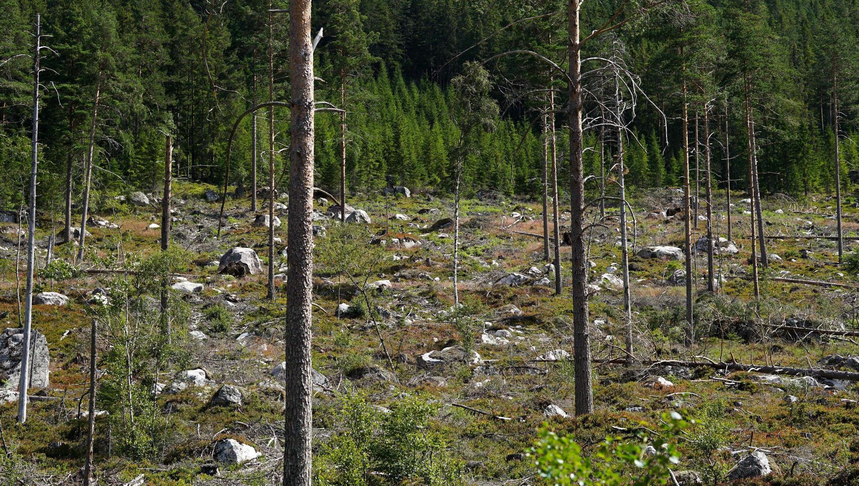 destruir a natureza árvores paisagem preencher com árvores mortas e rochas foto