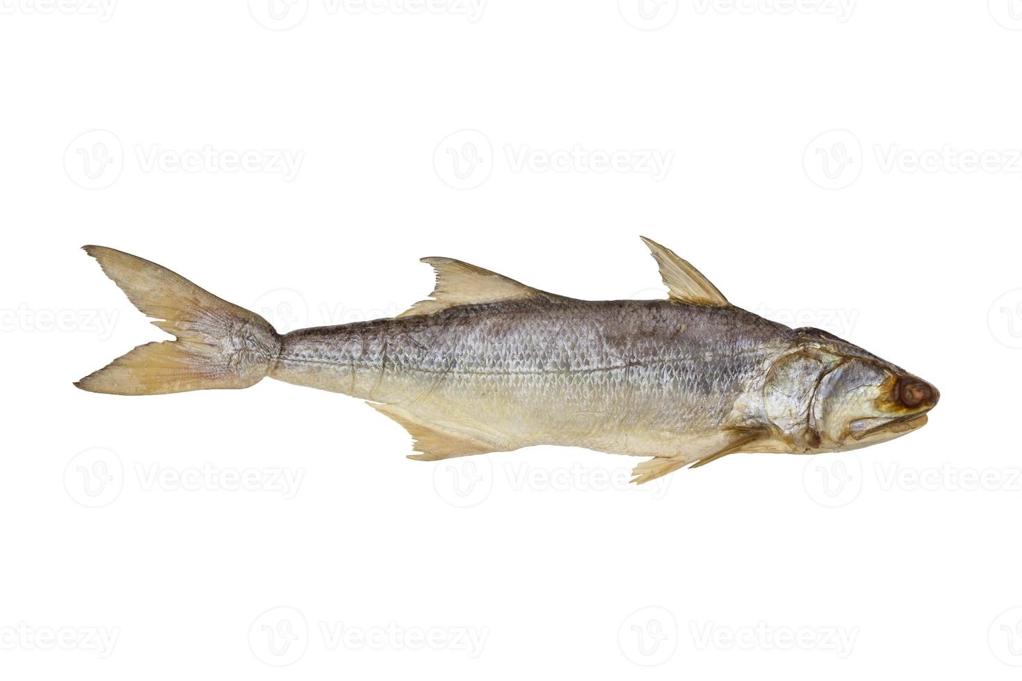 peixe seco de barbatana de quatro dedos isolado no fundo branco, peixe salgado foto