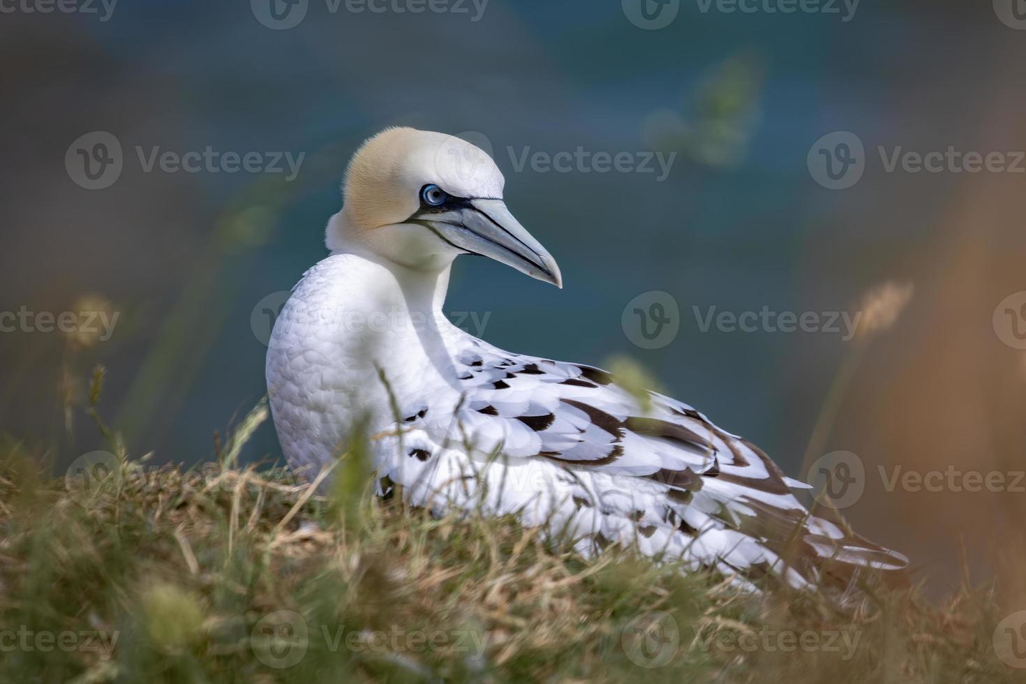 Gannet, morus bassanus, em bempton cliffs em yorkshire foto