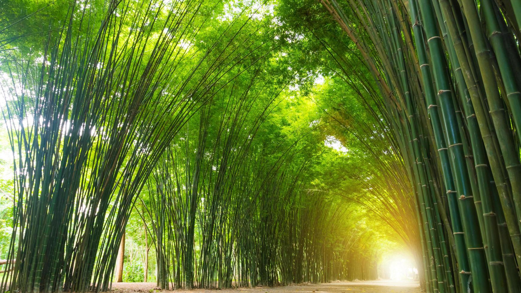 árvore de bambu do túnel com luz solar. foto
