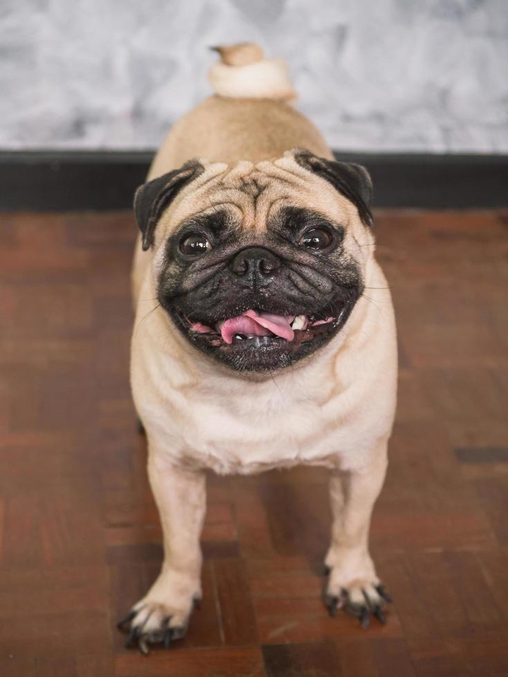 adorável cão pug em pé no chão em casa, 3 anos, olhando para a câmera foto