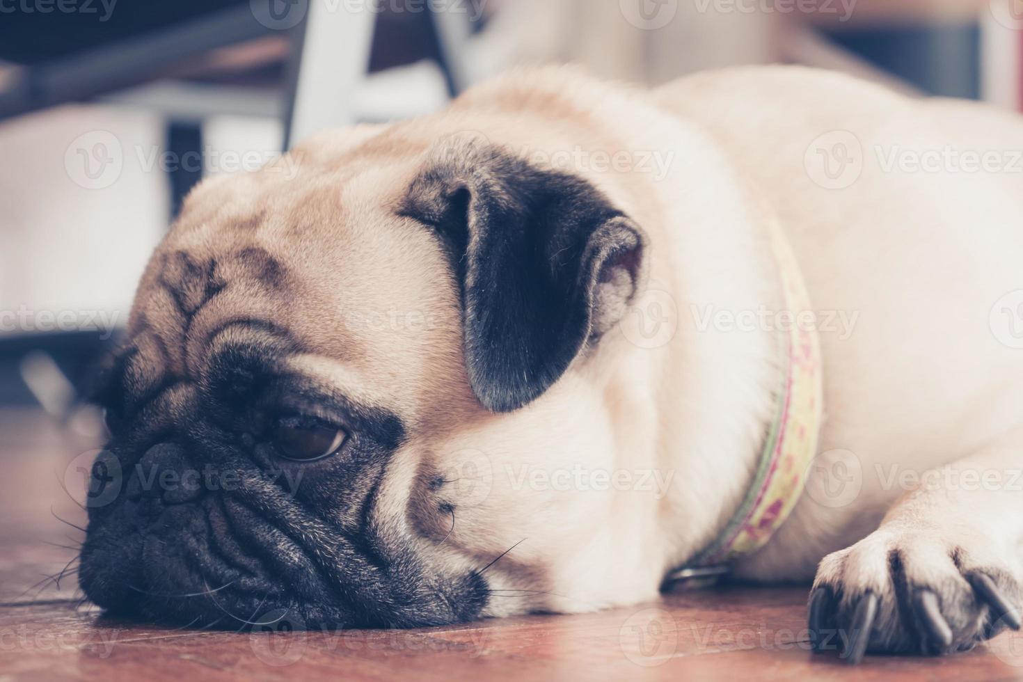 feche o rosto de cachorrinho pug fofo dormindo no chão de madeira. tom vintage foto