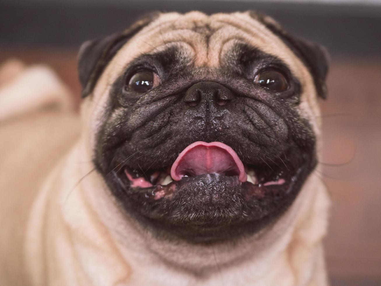 close-up de adorável cão pug, 3 anos, olhando para a câmera, foco suave foto