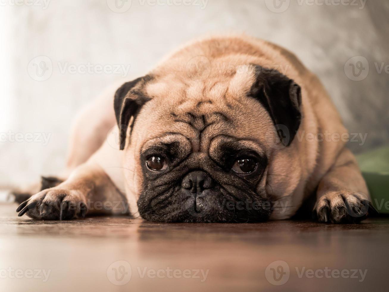 close-up de cachorro pug fofo deitado no chão de madeira em casa. foto