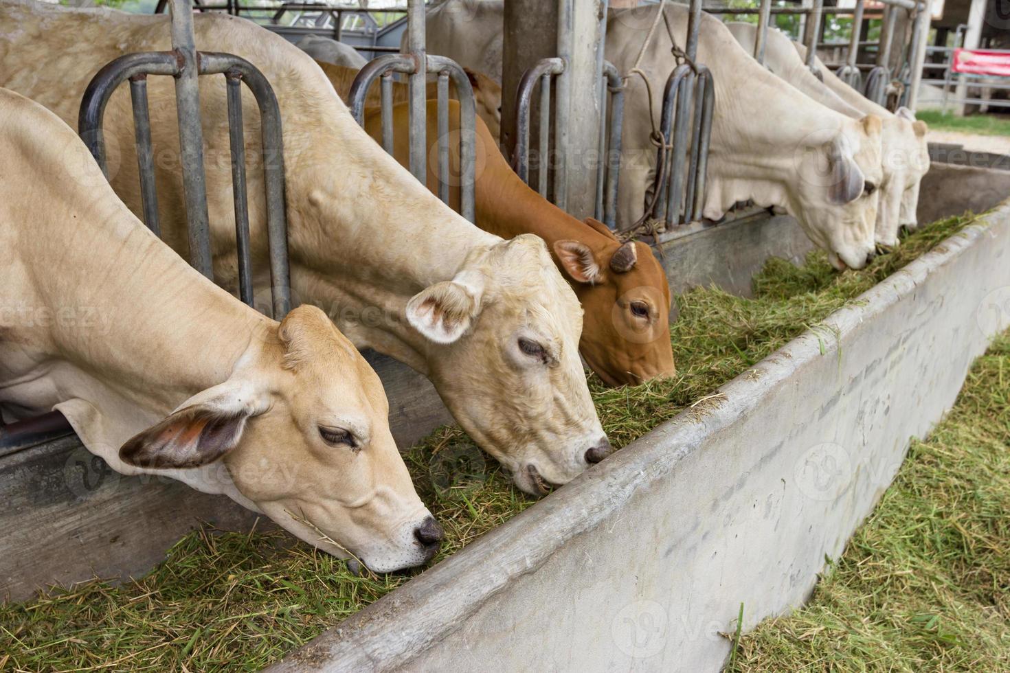 gado de corte vaca gado na fazenda foto
