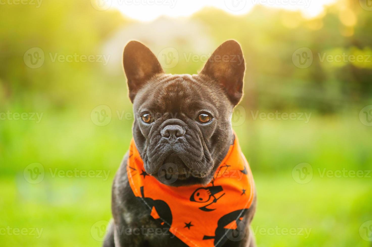 bulldog francês em um fundo de grama verde e árvores verdes. um cachorro em bandana para o halloween. foto