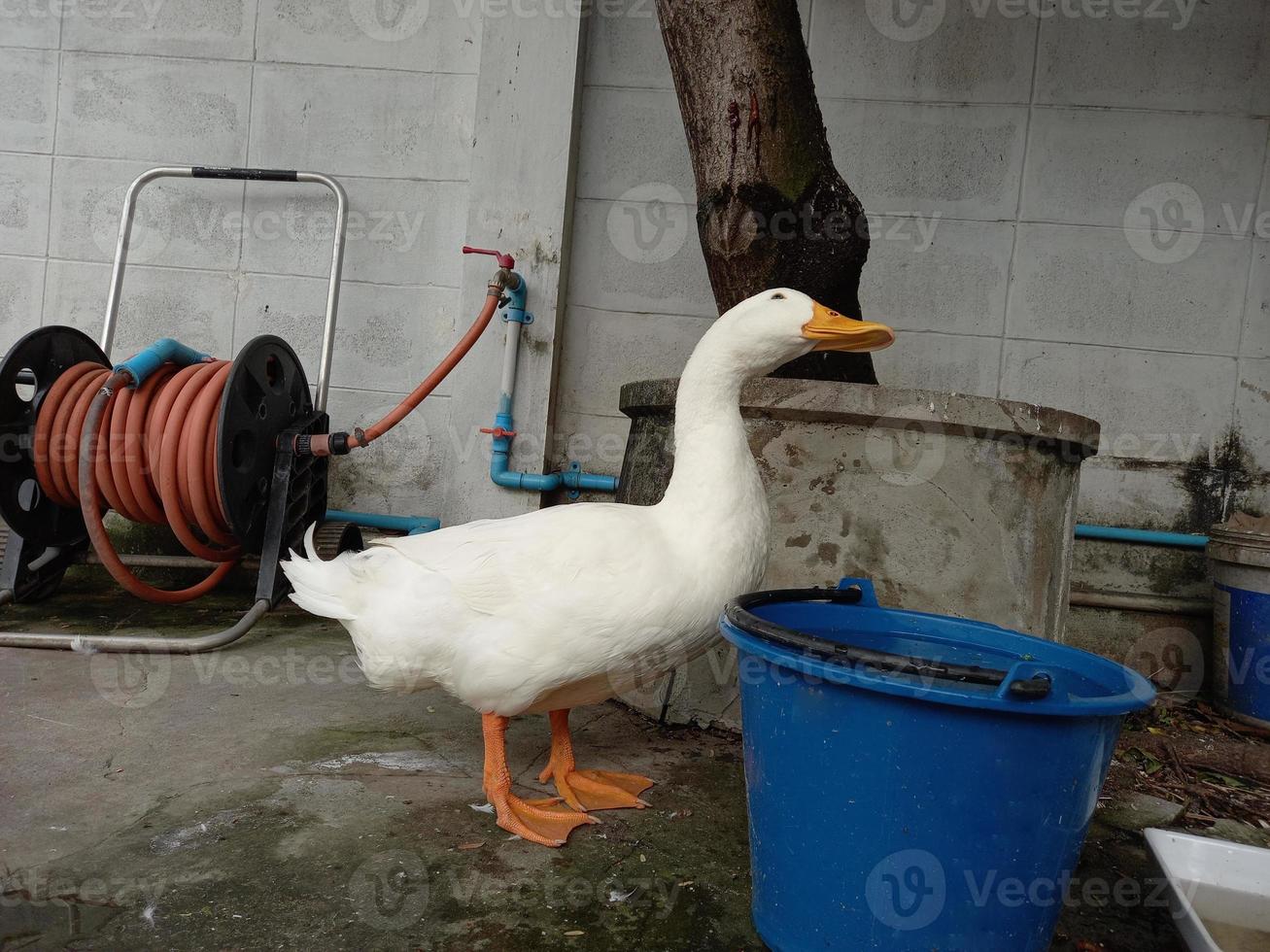 pato de penas branco boca amarela olhos negros em pé no chão. foto