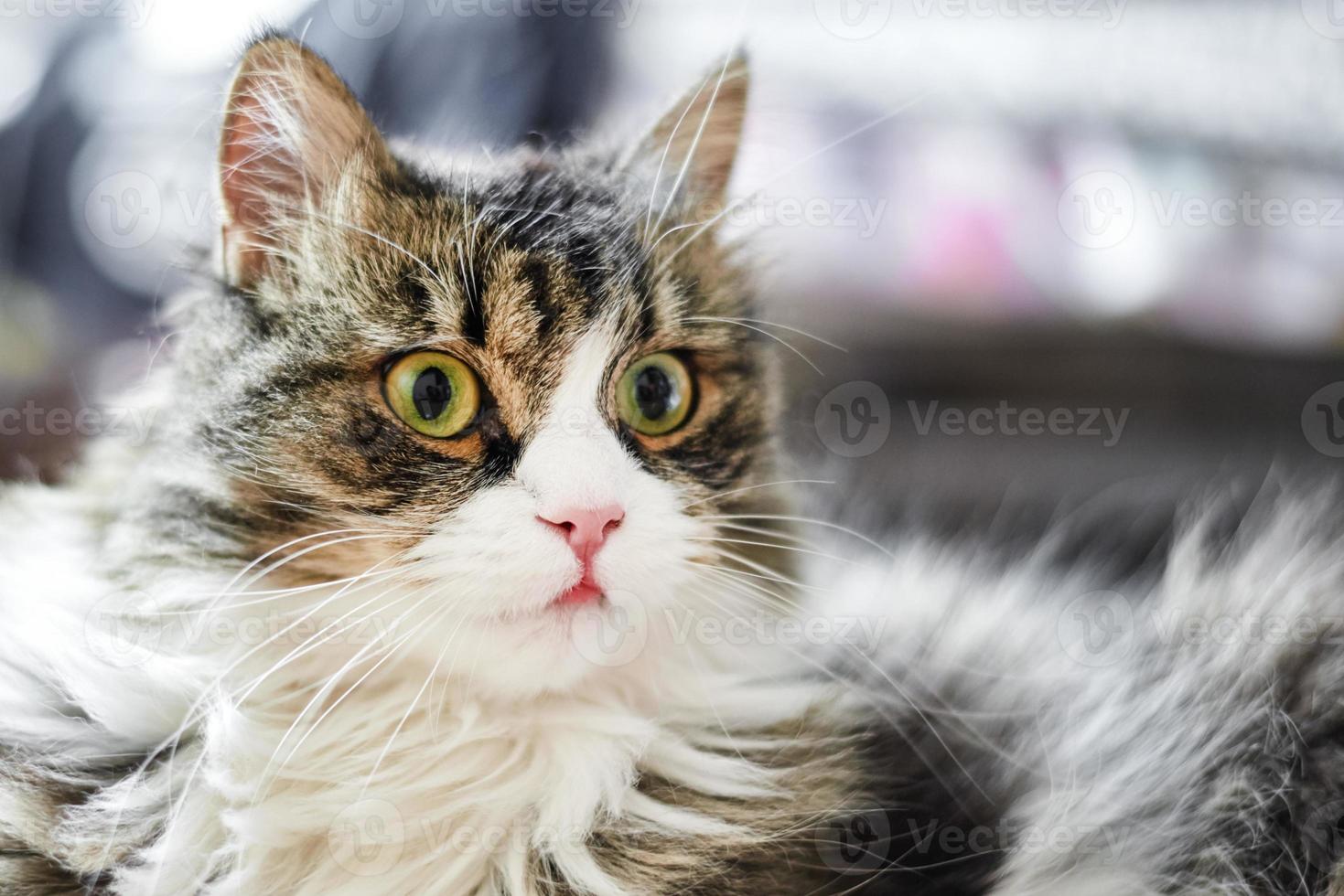 jovem gato doméstico bonito em casa, closeup foto