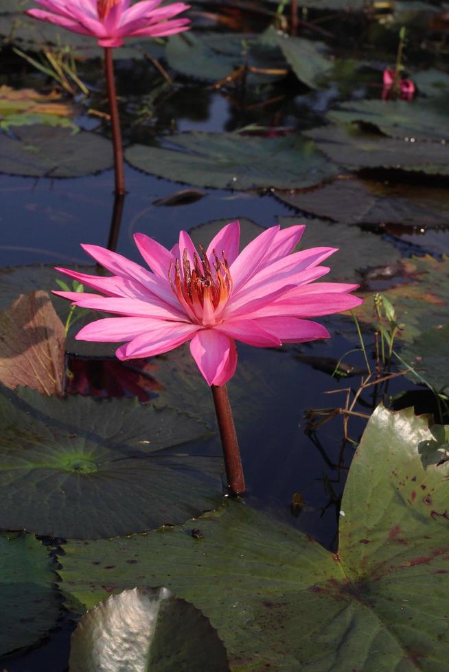 linda flor de nenúfar rosa na água foto