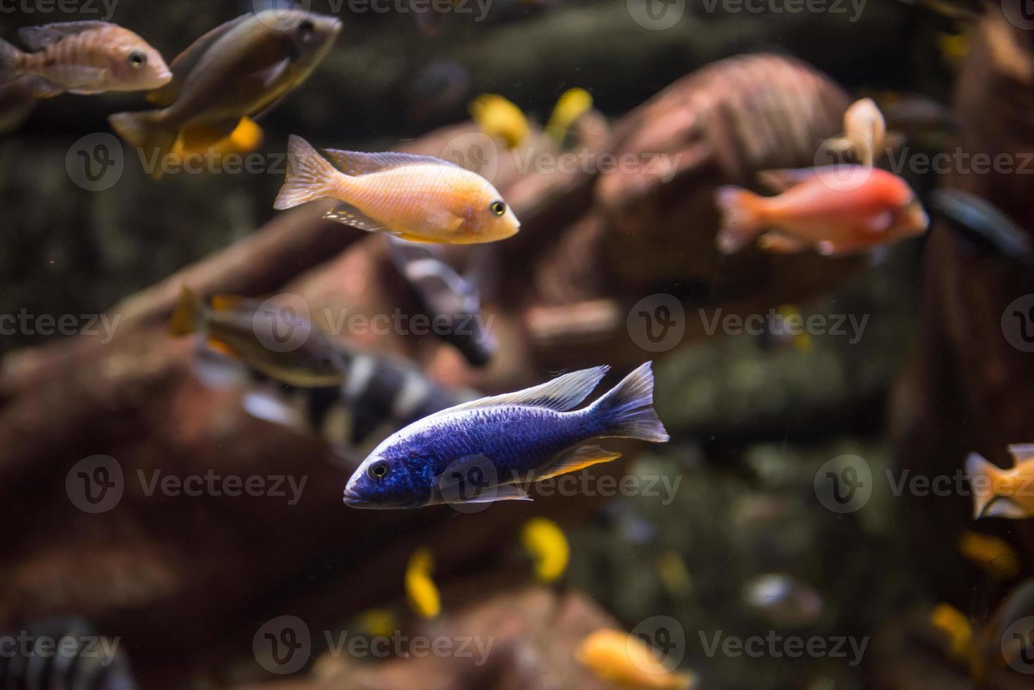 aquário com peixes coloridos foto