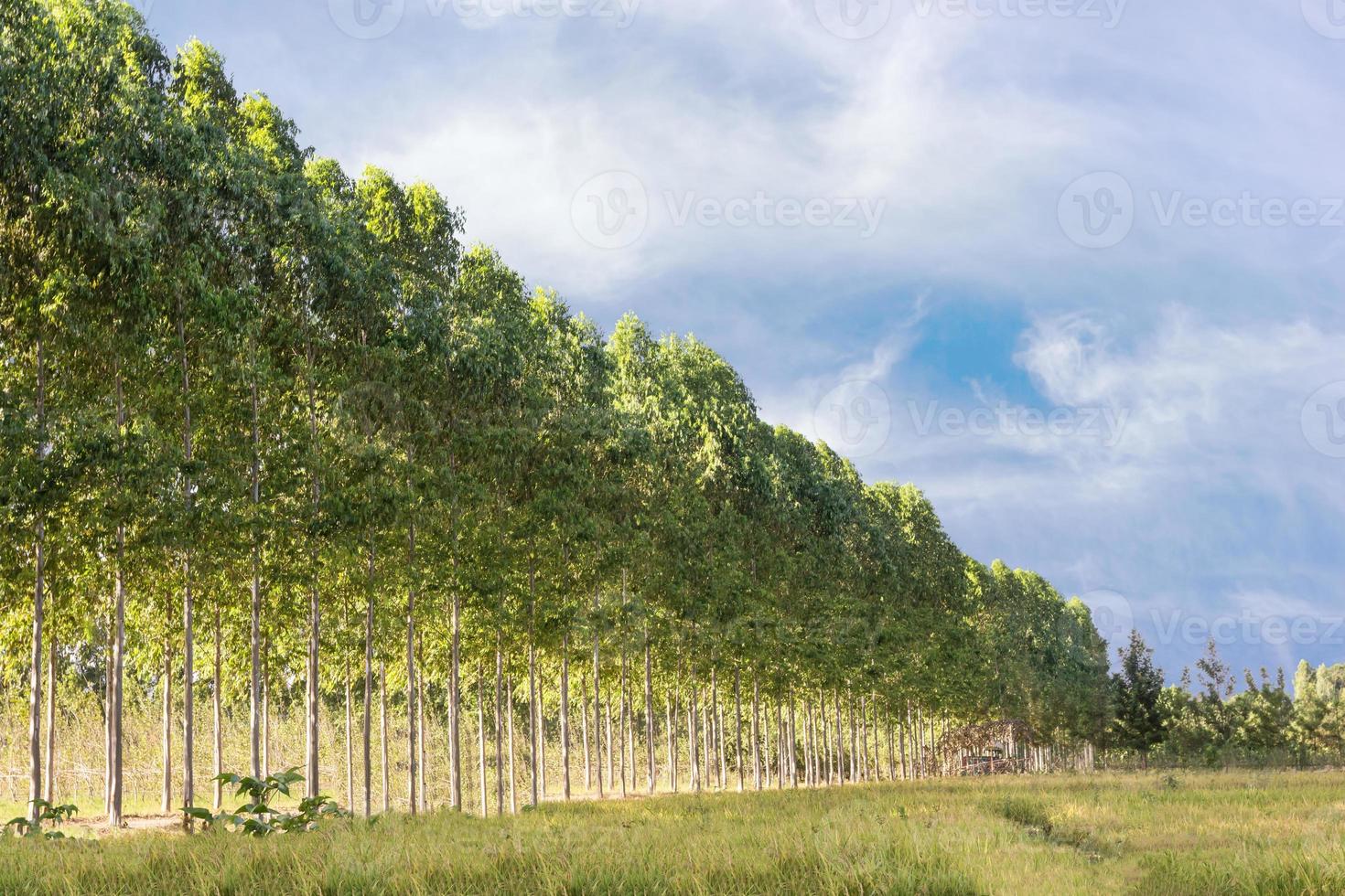 estrada junto com quebra-vento foto