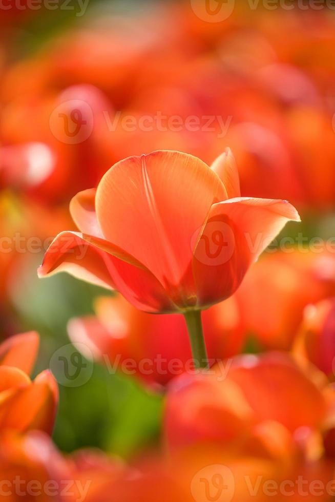 tulipa vermelha decorre ao ar livre foto