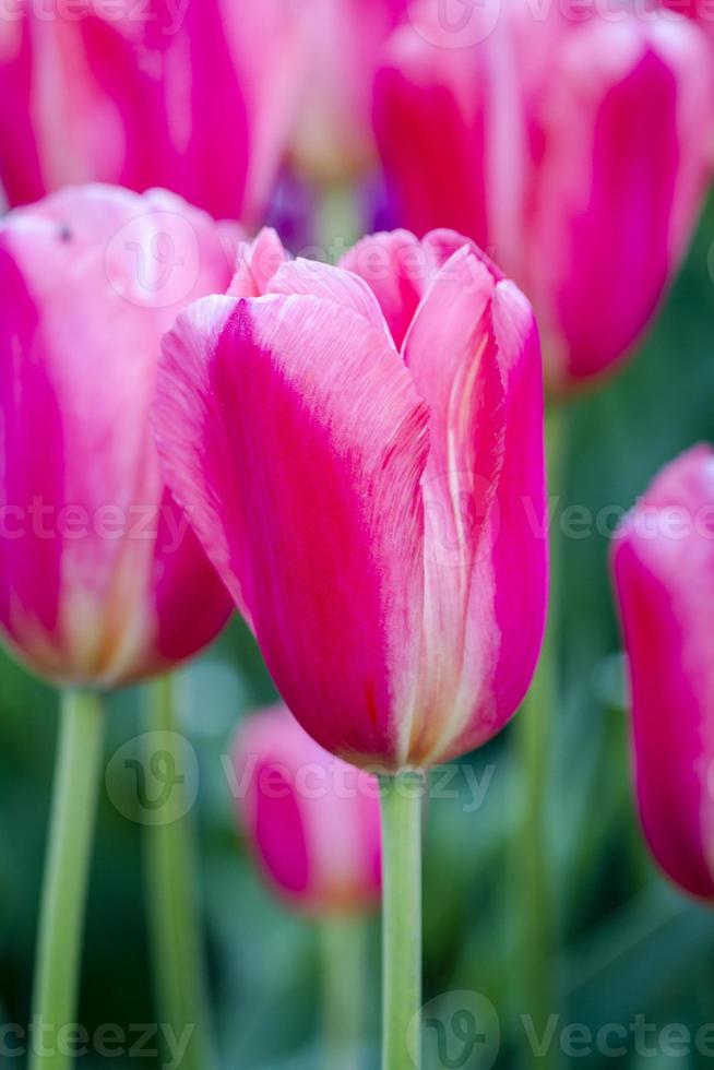 vale de skagit campos de tulipa de oregon foto
