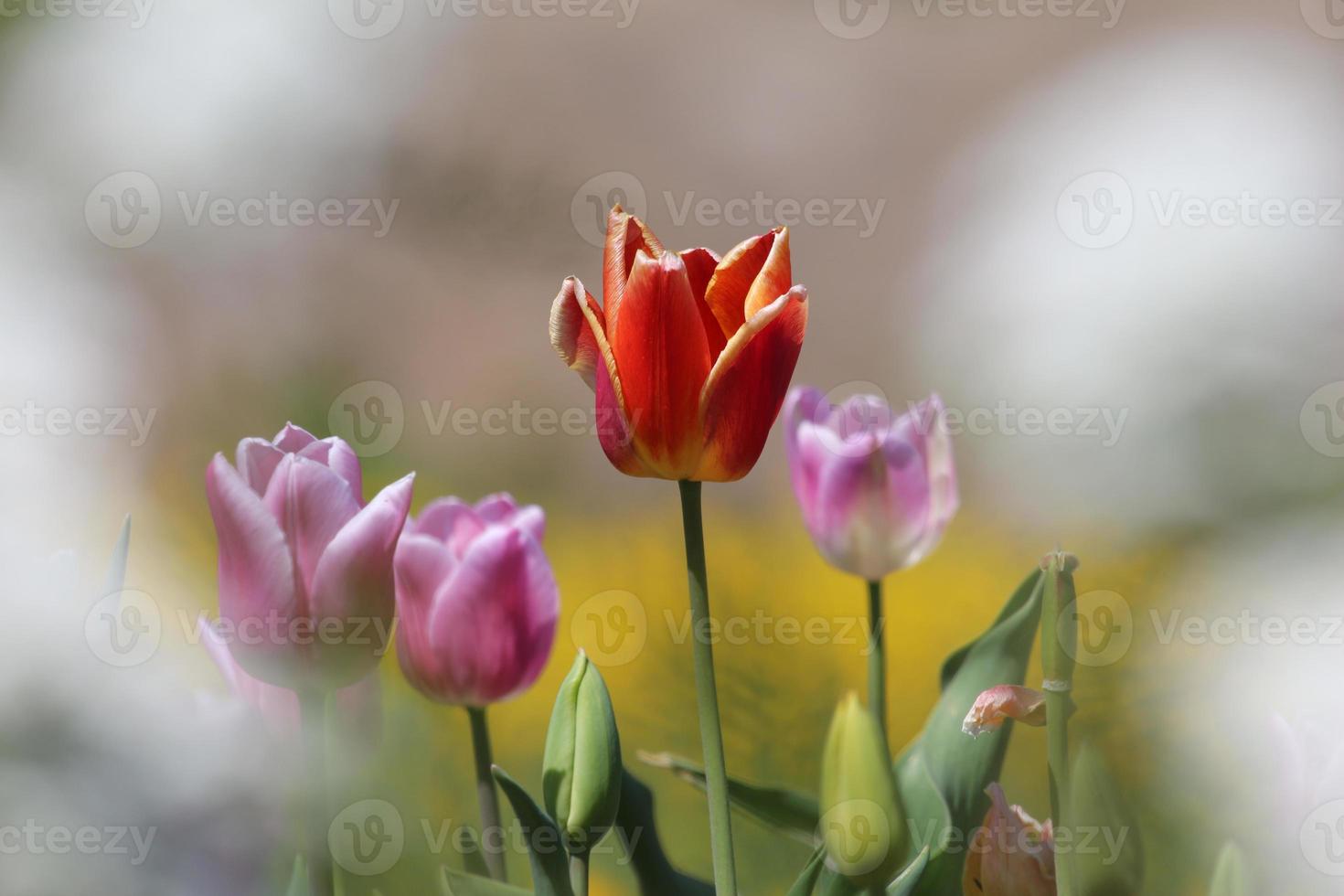 tulipas coloridas em um fundo de grama borrada foto