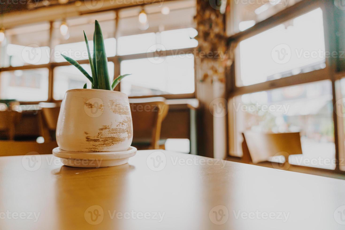 planta na decoração do vaso na mesa foto