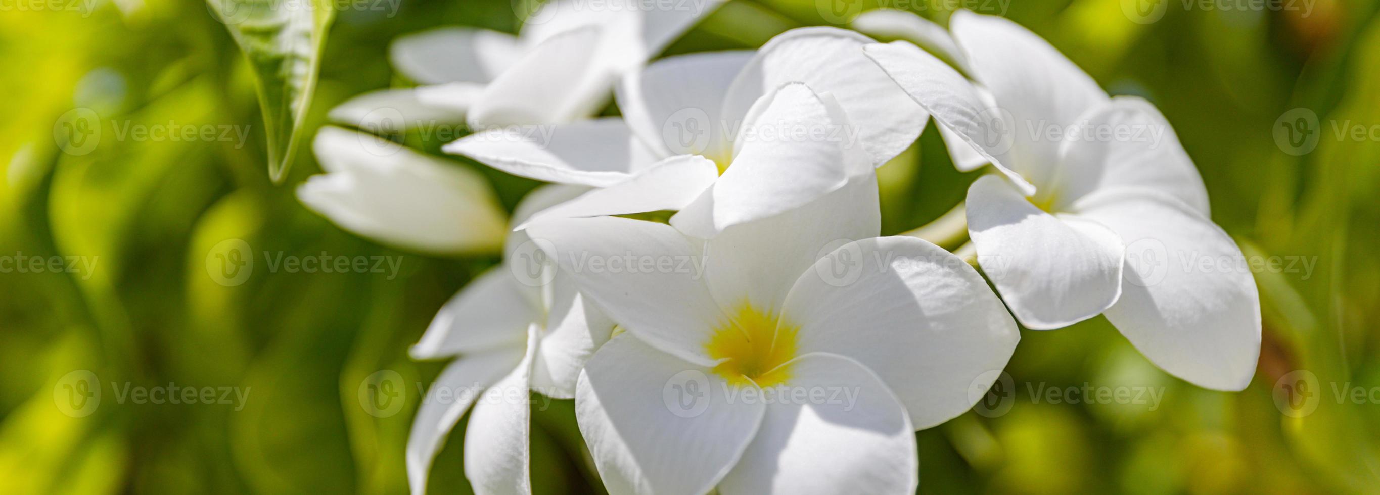 flores de plumeria brancas e amarelas cacho de flores de perto, folhas verdes turva fundo bokeh, galho de árvore de frangipani florescendo, flor tropical exótica em flor, belo arranjo floral natural foto