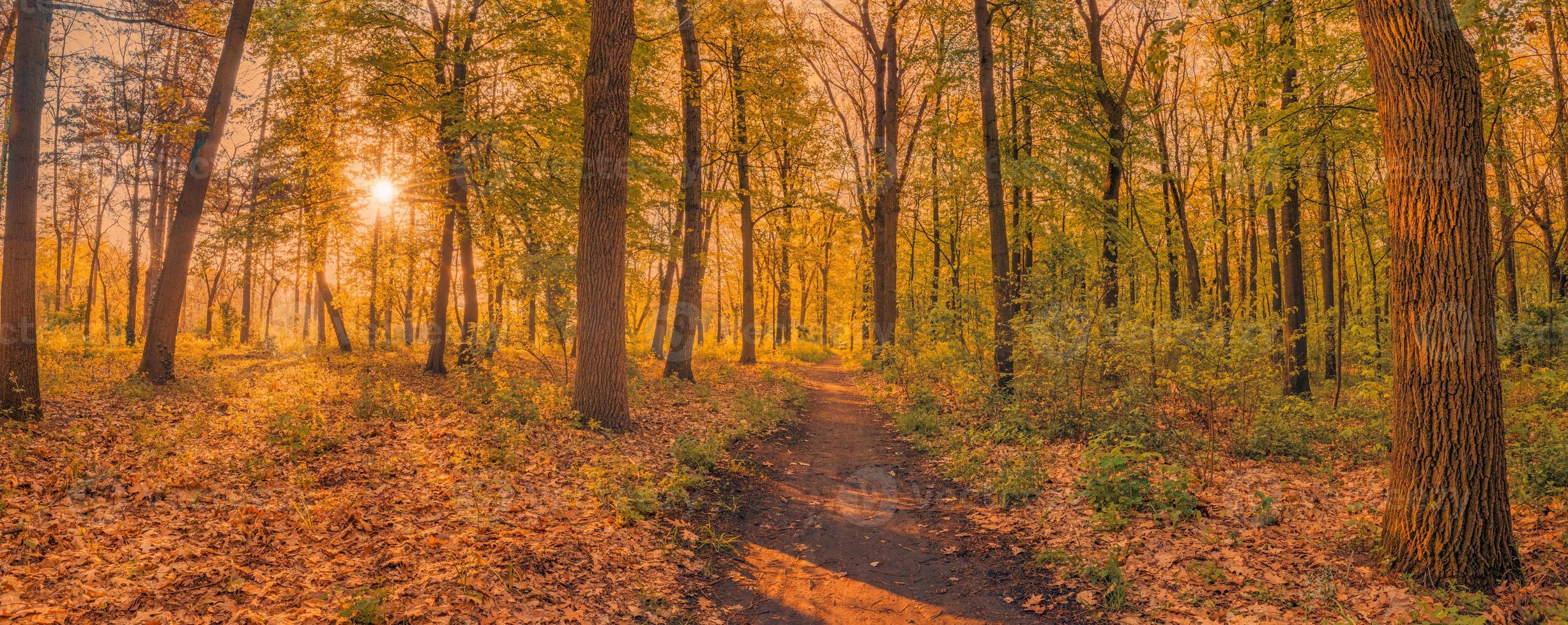 incrível paisagem de outono. natureza da floresta panorâmica. manhã vívida na floresta colorida com raios de sol laranja folhas douradas árvores. pôr do sol idílico, caminho cênico de fantasia de sonho. bela trilha do parque de outono foto