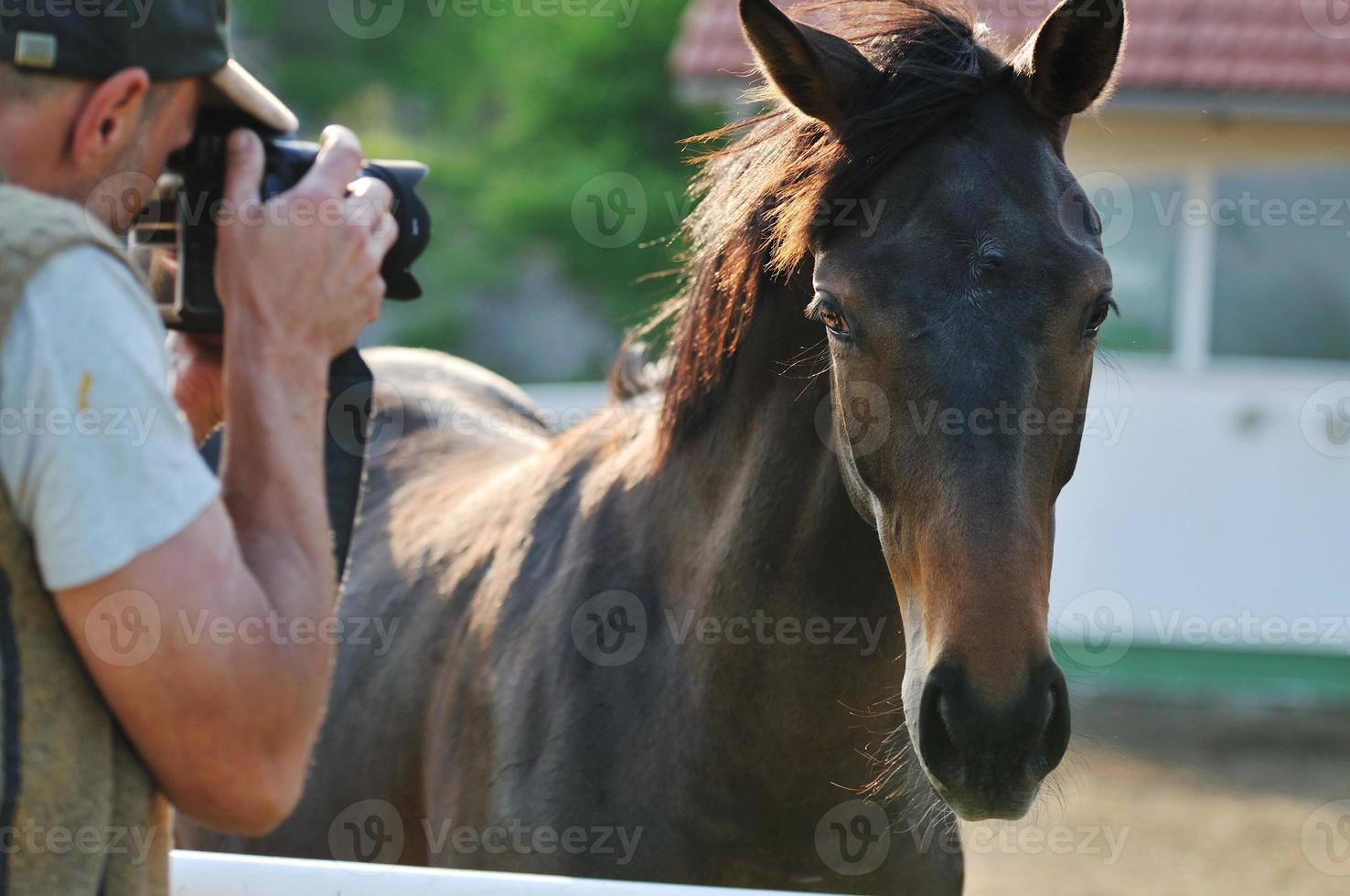 fotógrafo e cavalo foto