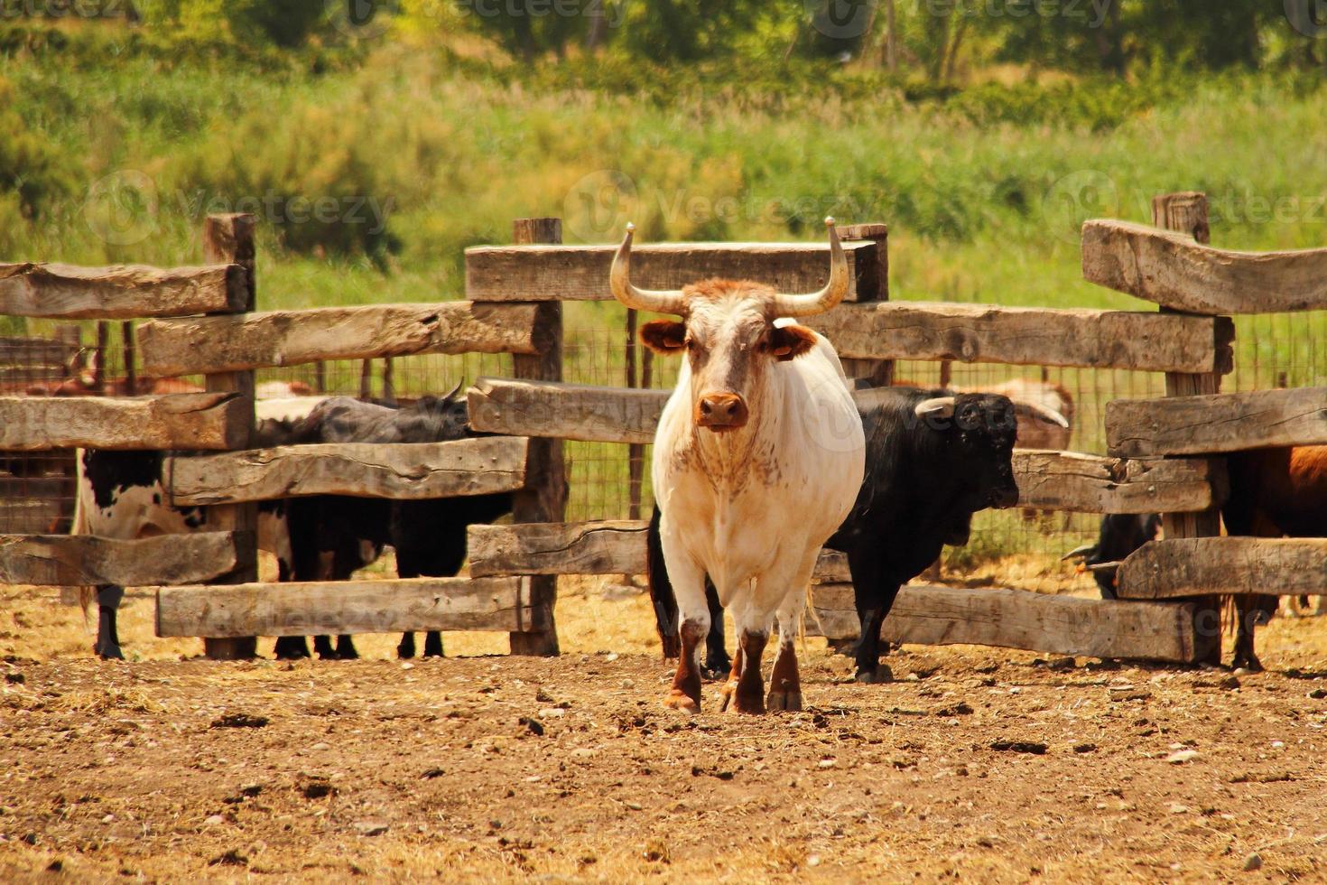 fazenda de touros, fazenda estilo fazenda foto