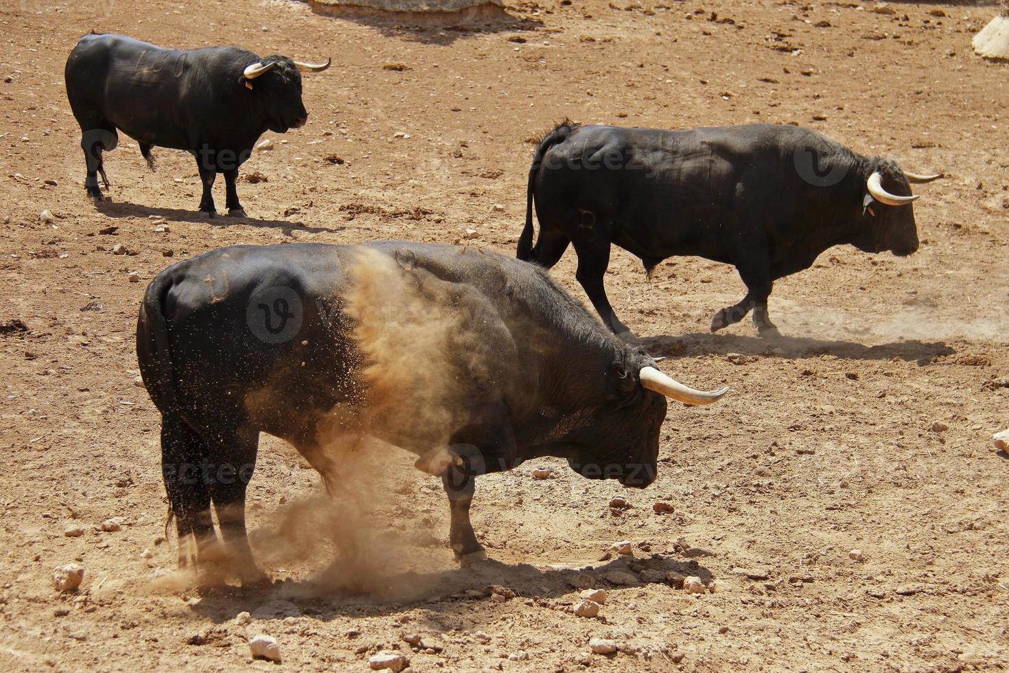 fazenda de touros, fazenda estilo fazenda foto