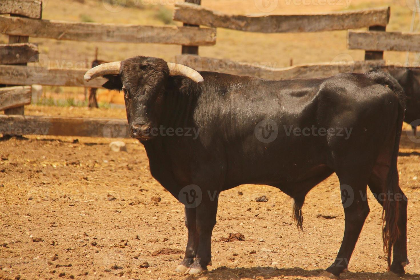 fazenda de touros, fazenda estilo fazenda foto