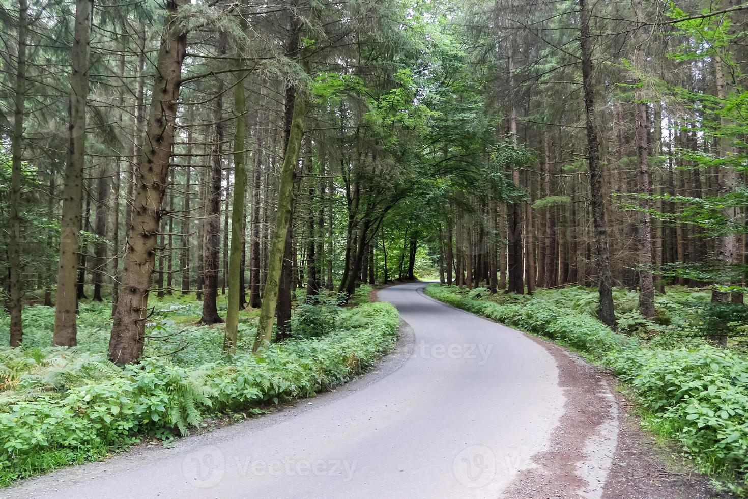 bela vista em uma pequena estrada em uma densa floresta verde. foto