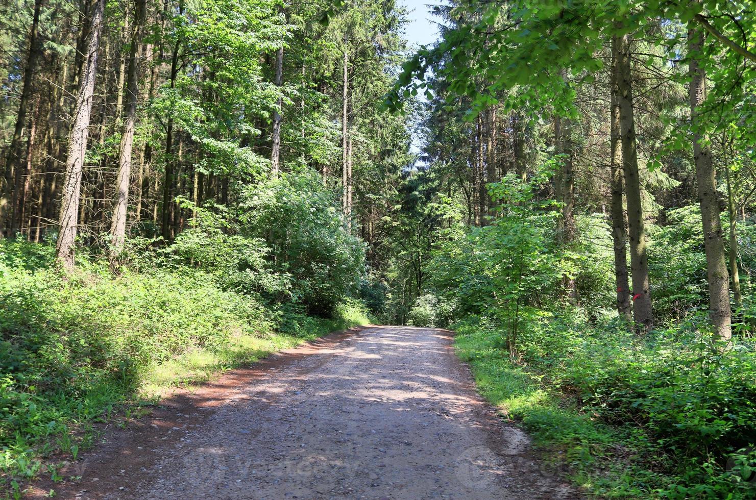 bela vista para uma densa floresta verde com luz solar brilhante lançando sombra profunda foto