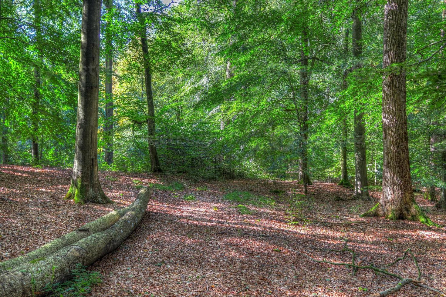 bela vista para uma densa floresta verde com luz solar brilhante lançando sombra profunda foto