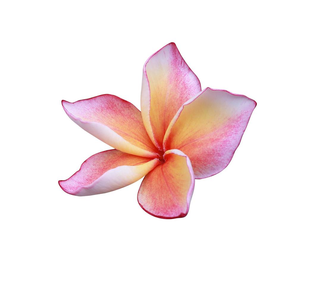 plumeria ou flor de frangipani. feche a única flor de plumeria rosa-amarela isolada no fundo branco. vista superior da flor frangipani. foto