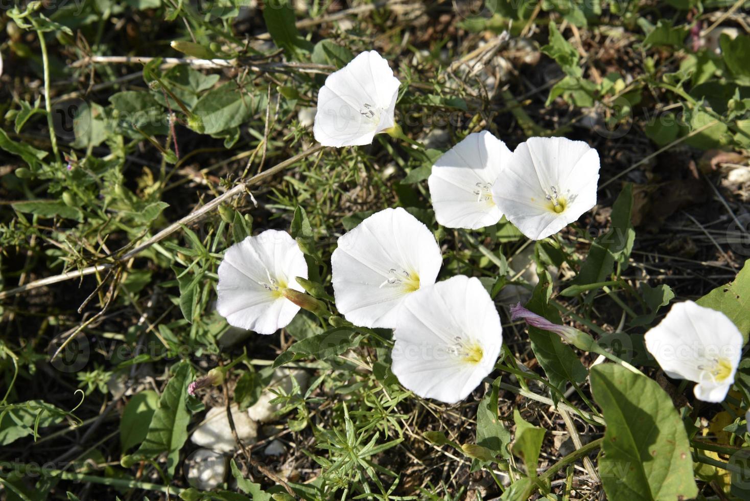 convolvulus arvensis field convolvulus white beautiful flowers. flores brancas no campo. foto