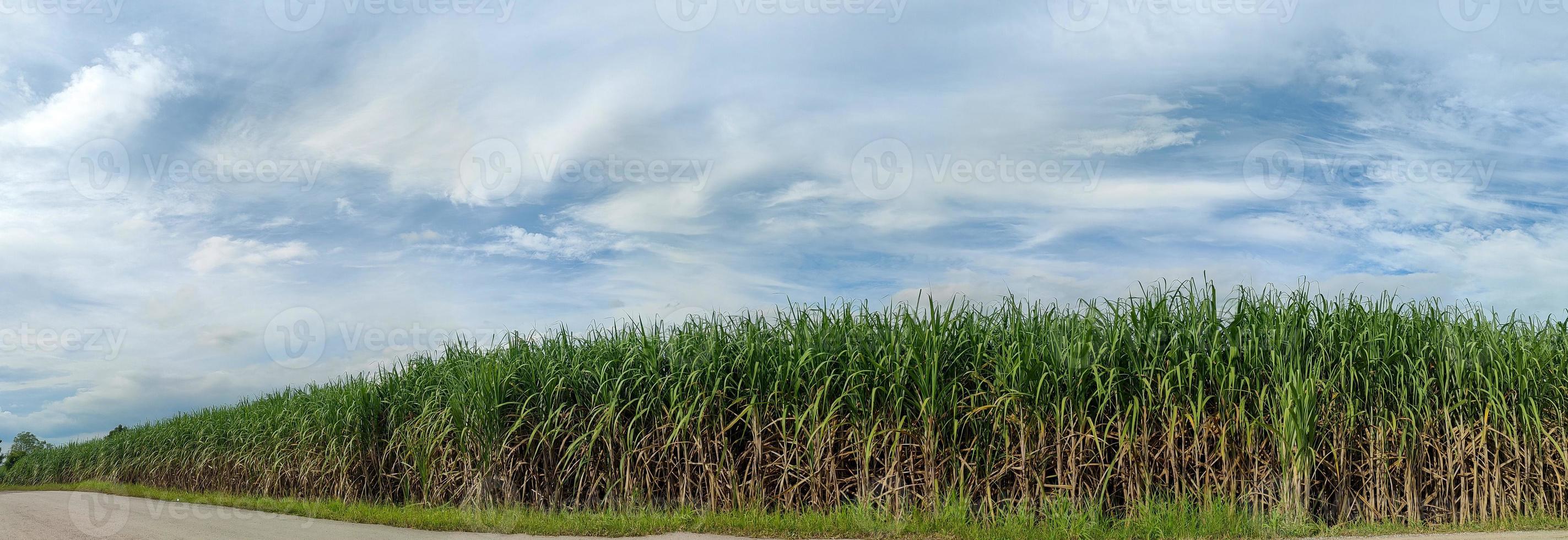 plantações de cana-de-açúcar, a planta tropical agrícola na tailândia foto