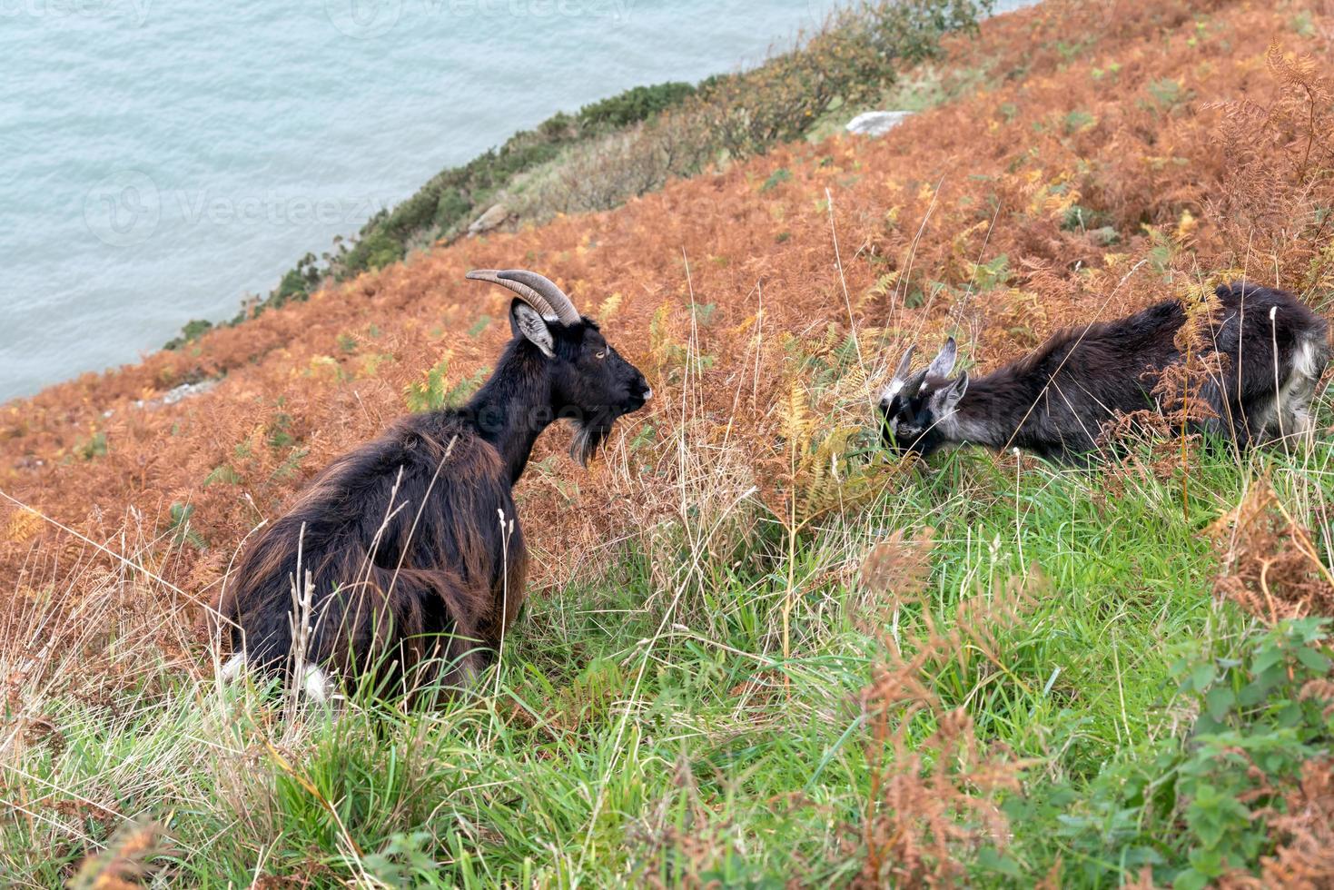 cabras selvagens, capra aegagrus, em uma encosta em devon foto