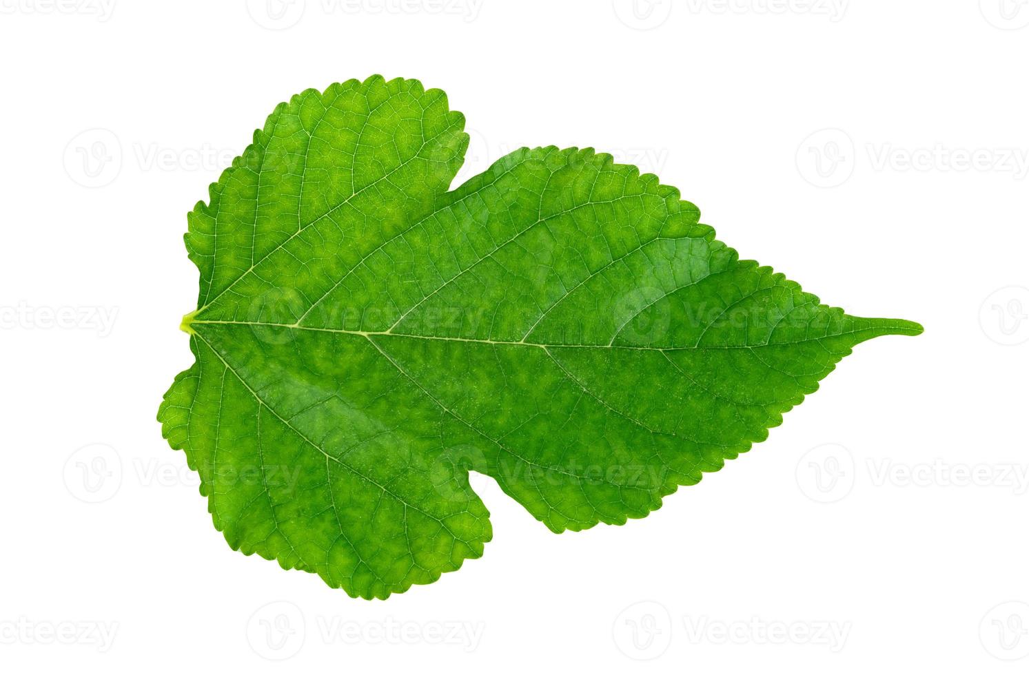 folhagem de amoreira, padrão de folhas verdes de plantas tropicais isoladas no fundo branco foto