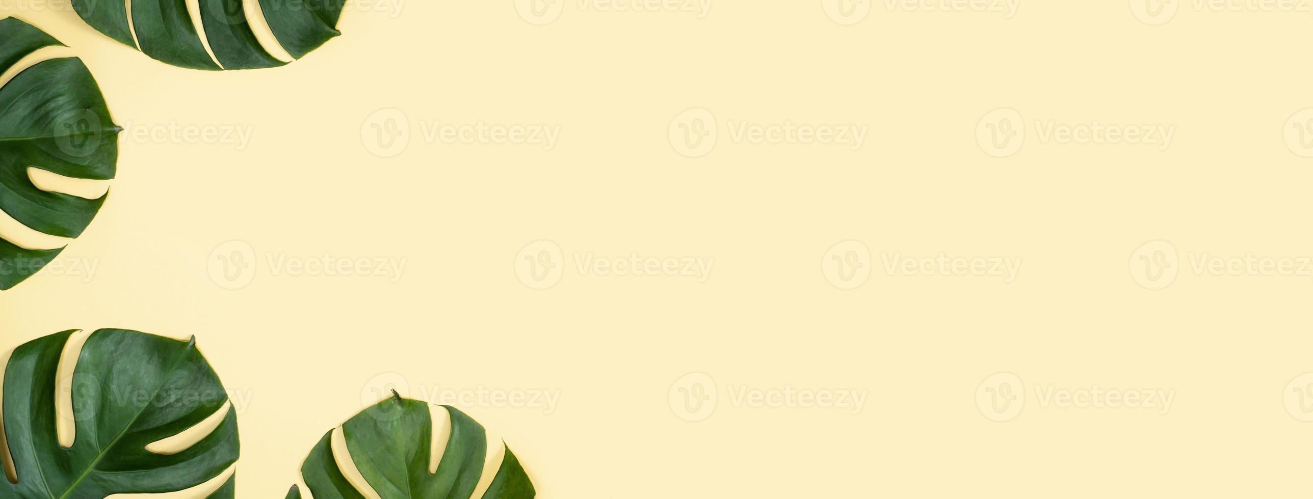 bela palmeira tropical monstera deixa ramo isolado em fundo amarelo pastel, vista superior, configuração plana, sobrecarga acima do conceito de design em branco de beleza de verão. foto