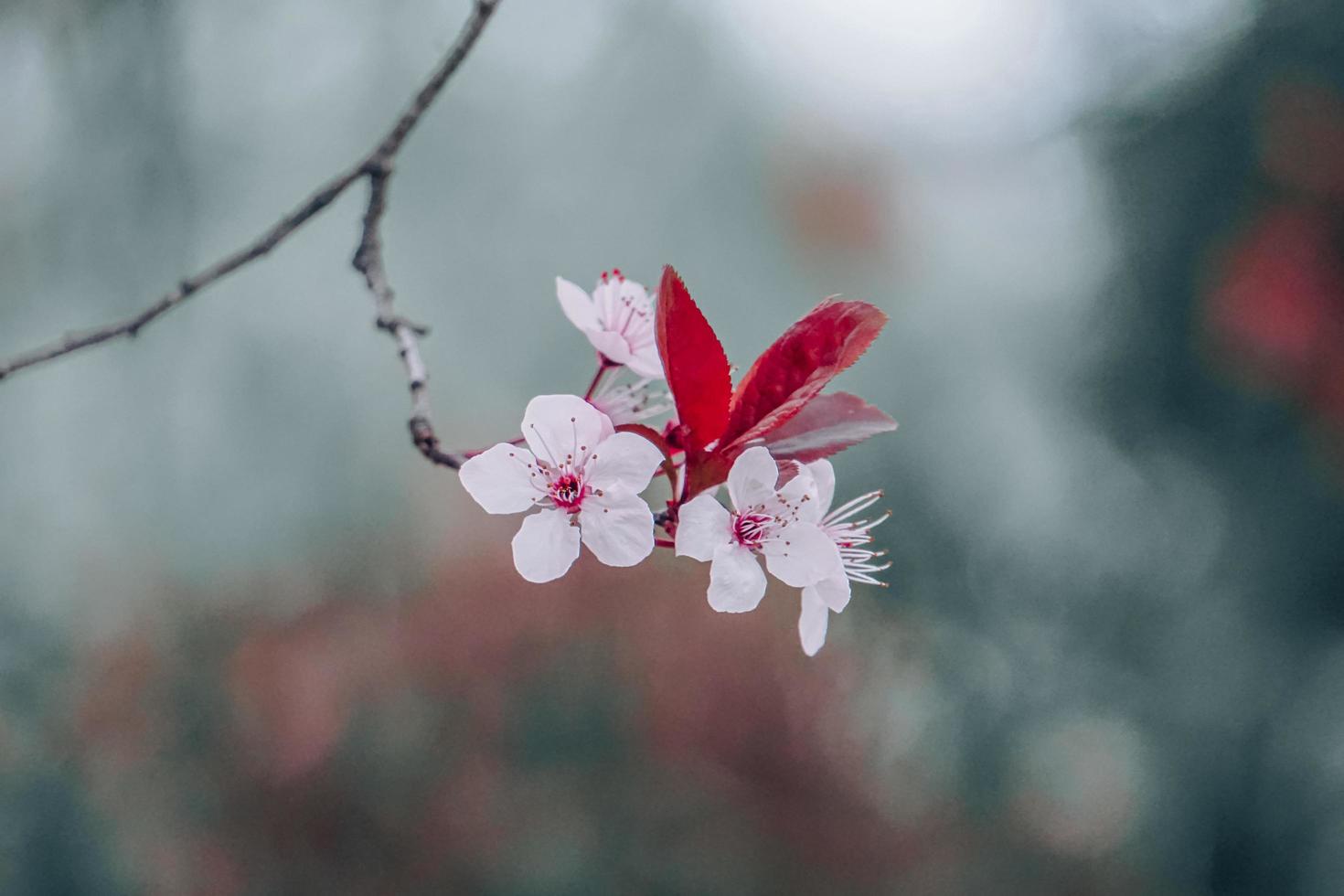 linda flor de cerejeira na primavera foto