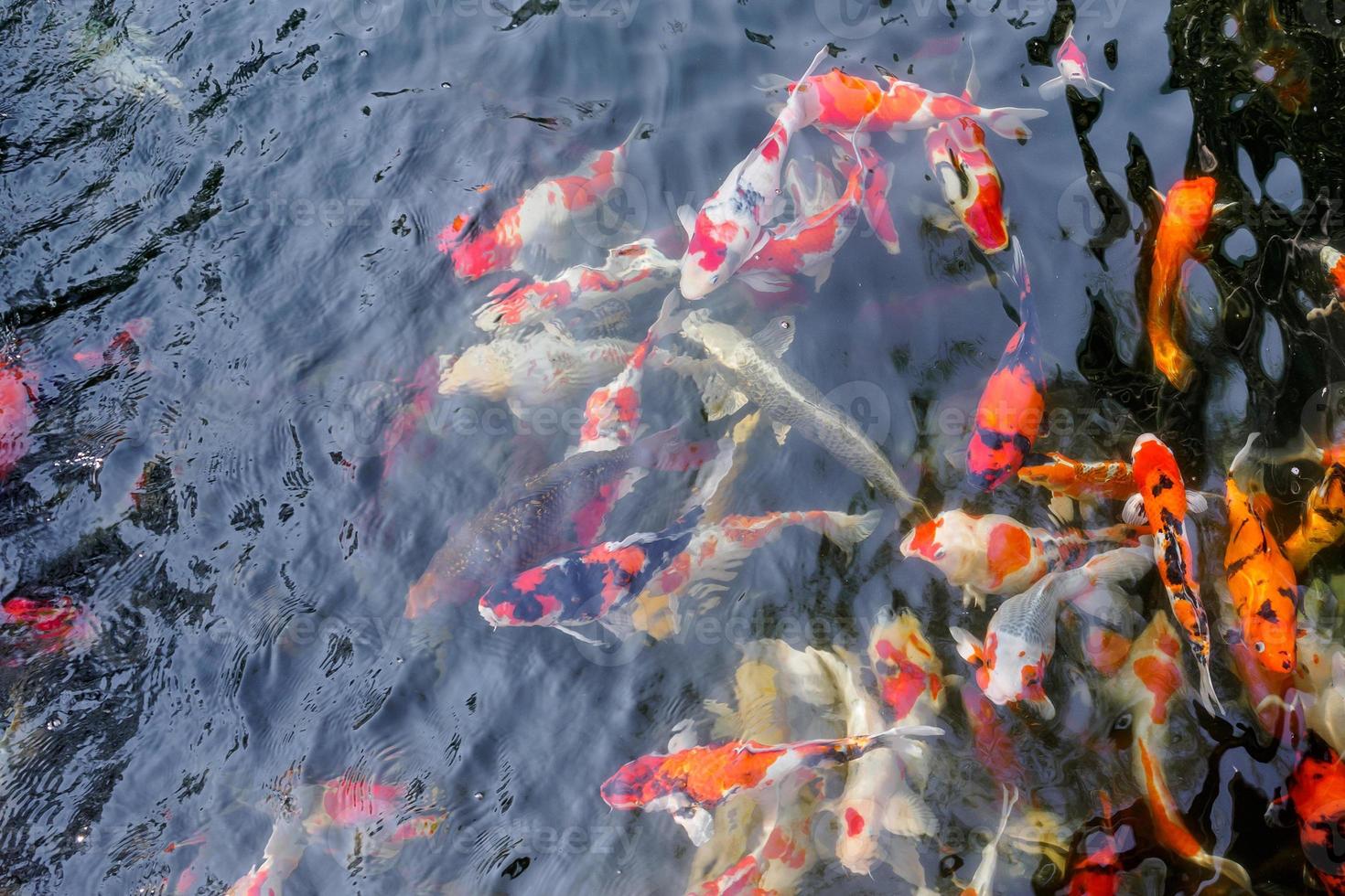 lindo peixe koi na lagoa foto
