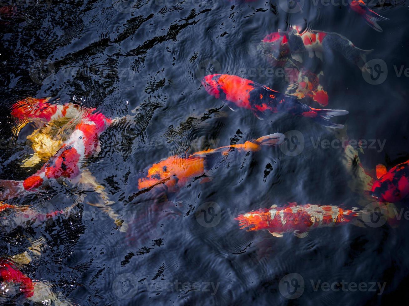 lindo peixe koi na lagoa foto