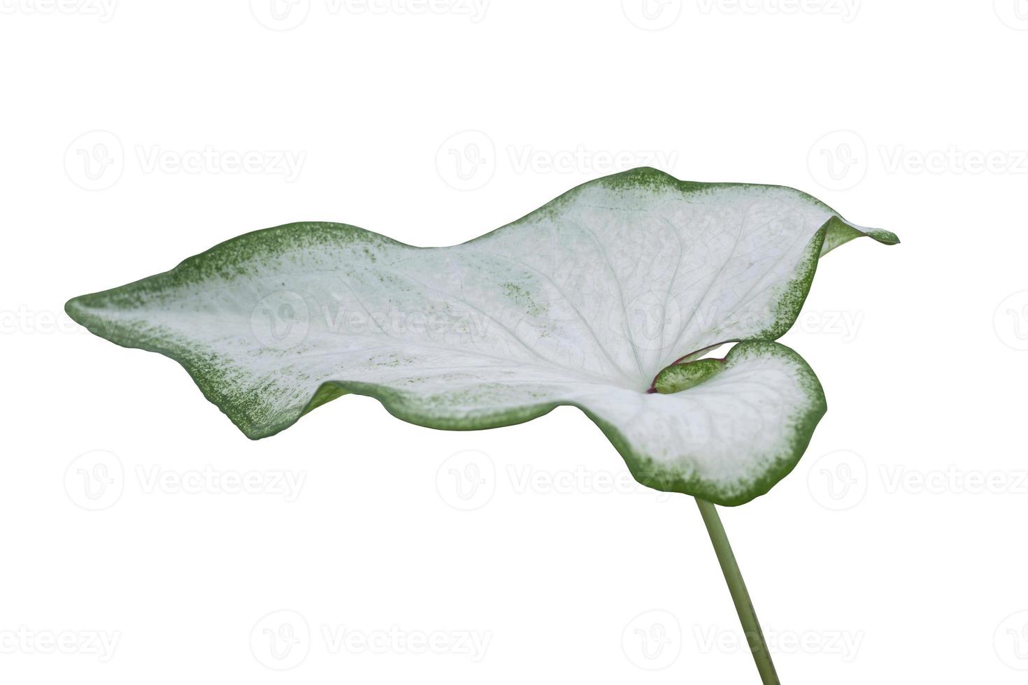 branco de asas de anjo, orelha de elefante ou caladium bicolor candinum é a rainha das plantas frondosas isoladas no fundo branco incluído caminho de recorte. foto