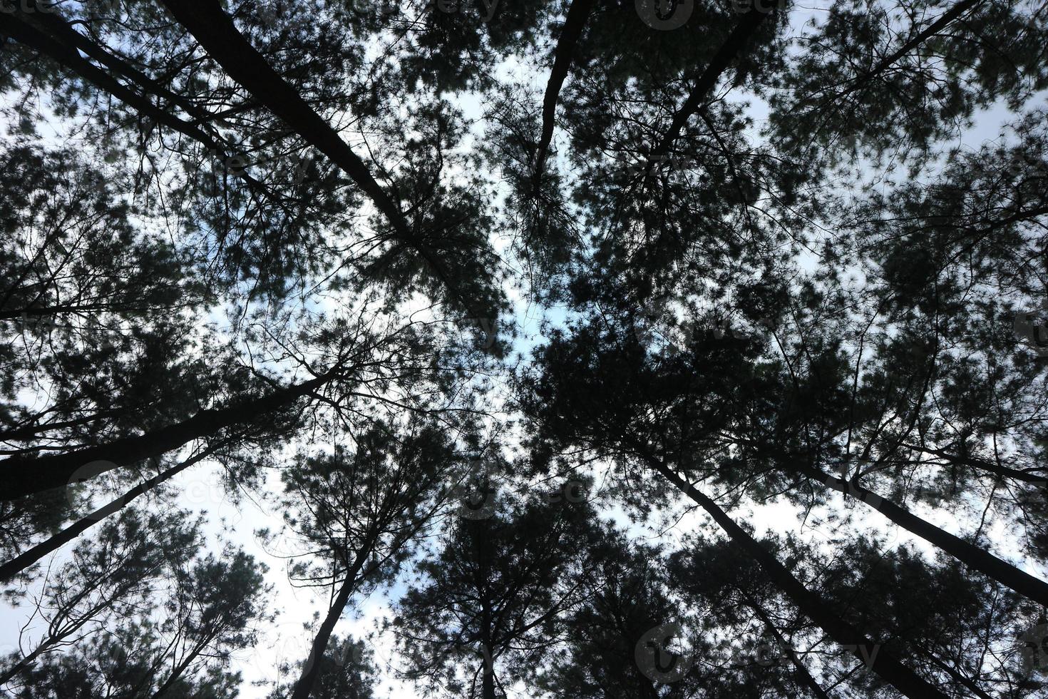 vista inferior de altos pinheiros velhos na floresta primitiva perene da reserva natural da indonésia, centro da província de java, indonésia. céu azul ao fundo. foto