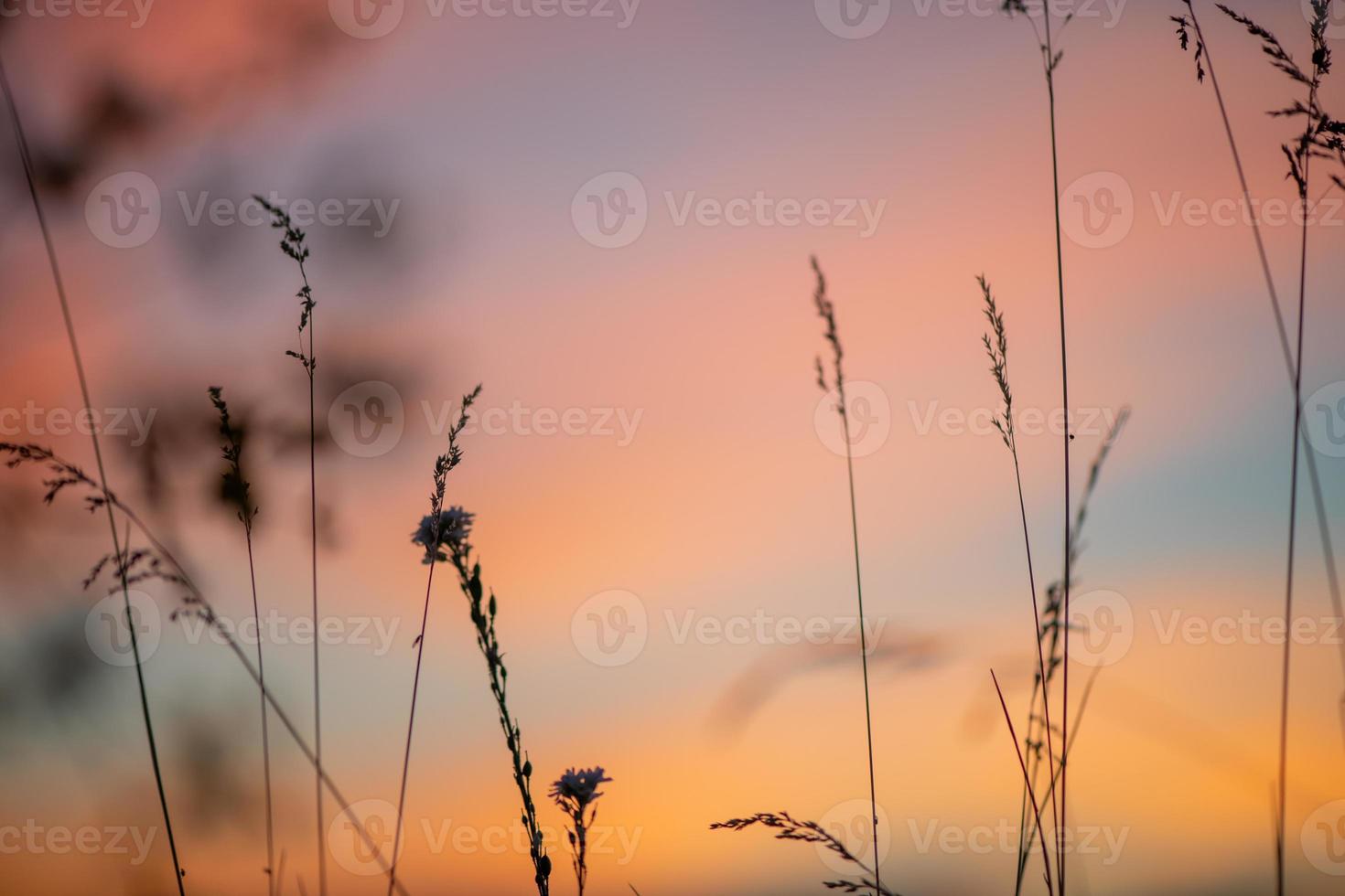 um belo prado com flores silvestres e plantas no fundo de um céu por do sol brilhante. bokeh. silhuetas de grama selvagem e flores. fundo da natureza no verão. foto