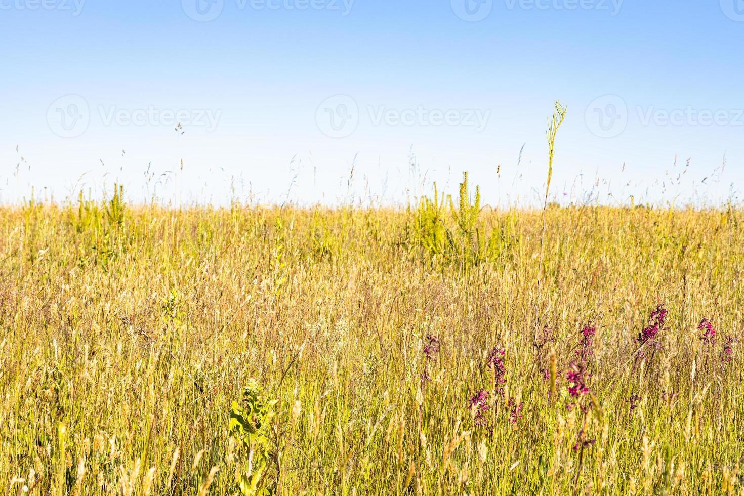 grama verde amarela em campo em dia de sol quente foto