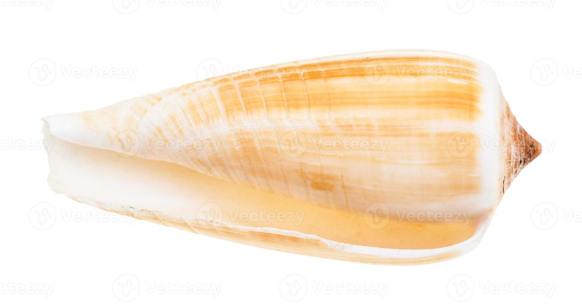 concha vazia de caracol de conus isolada em branco foto