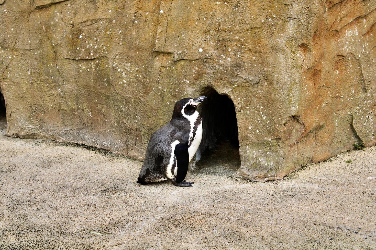 pinguim sozinho entrando em casa no zoo park safari foto