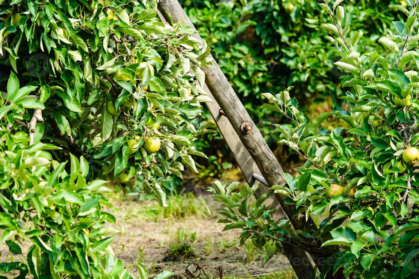 macieira no velho país ao lado de hamburgo foto