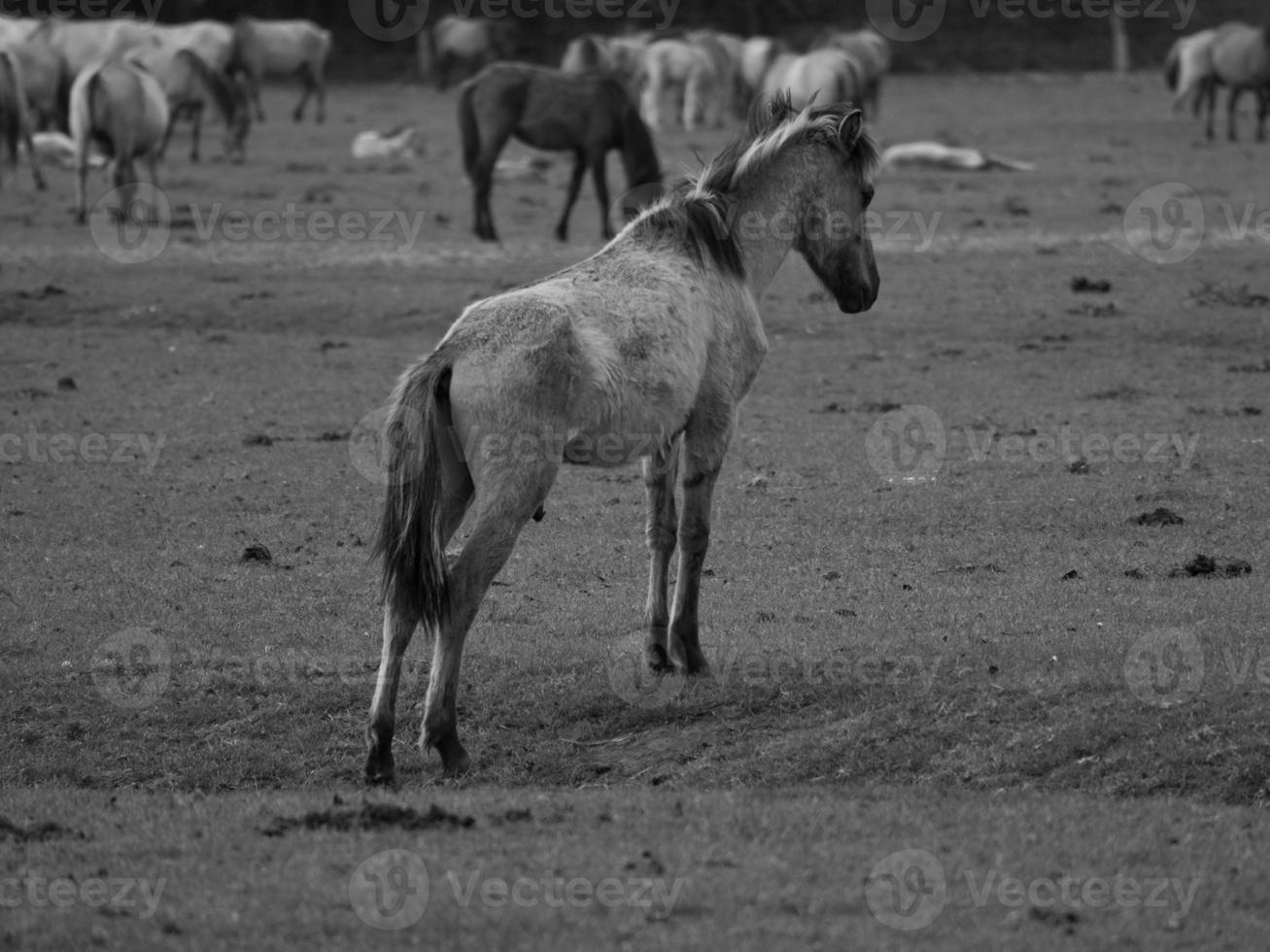 cavalos widl na alemanha foto