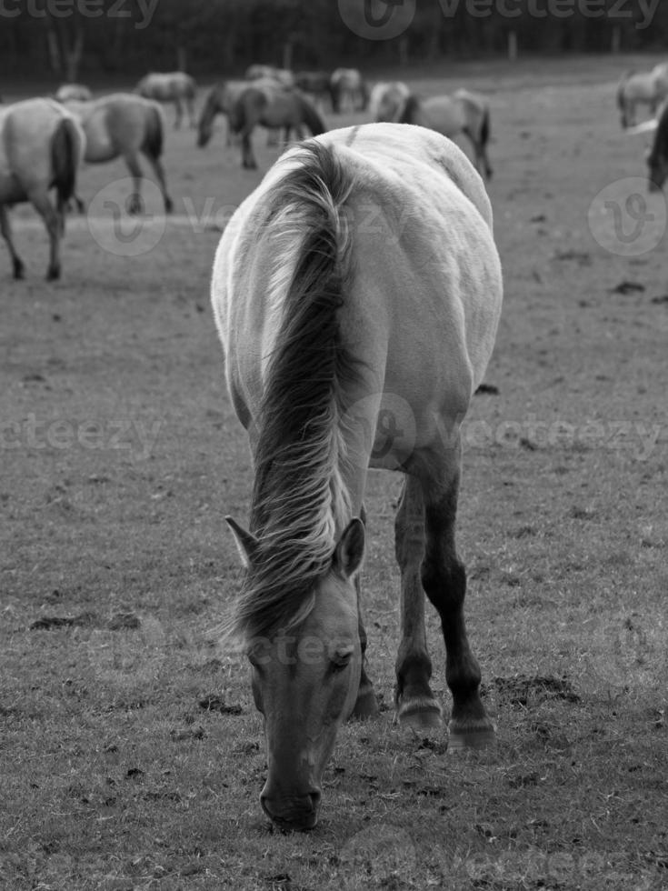 cavalos widl na alemanha foto